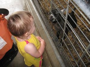 Zoo Goats Zoo Goats