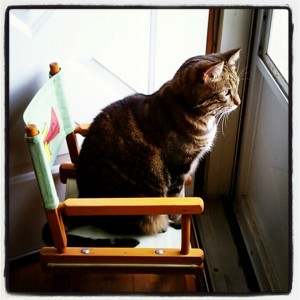 Cat on a Chair