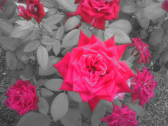 Roses are bright red