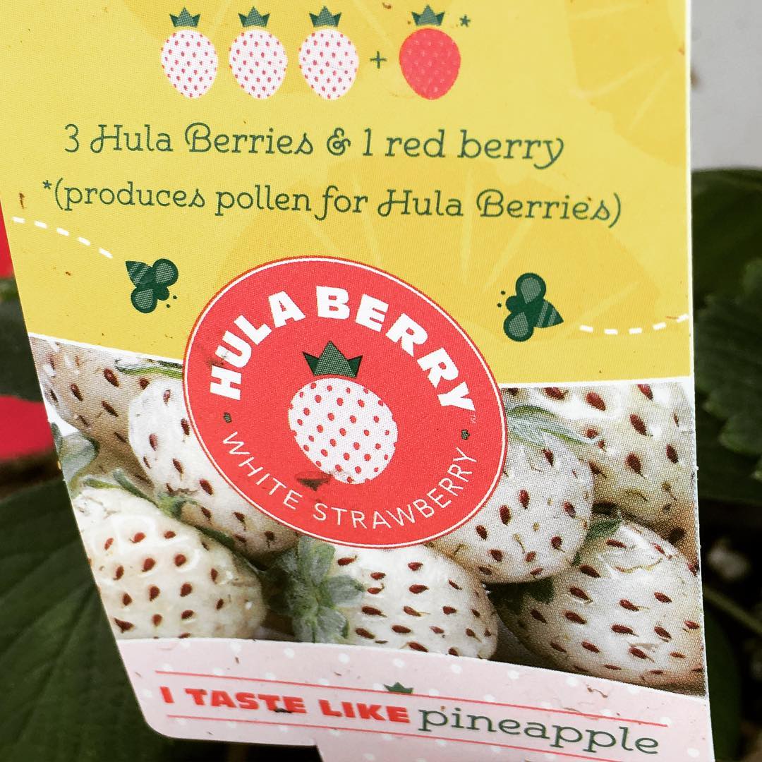 Hula Berries Are Pineapple Strawberries.