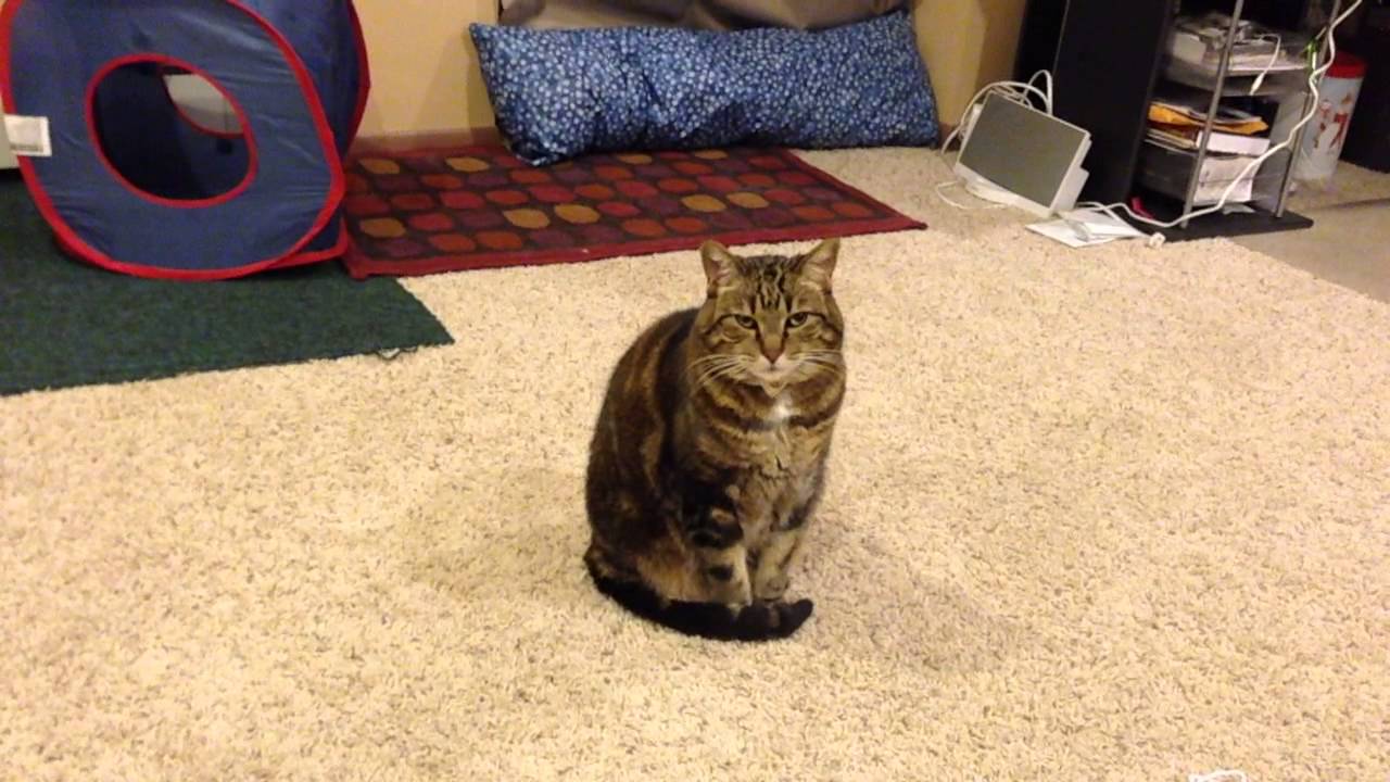 youtube placeholder image